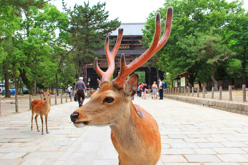 A deer with large antlers in a park with people and traditional architecture in the background. 2
