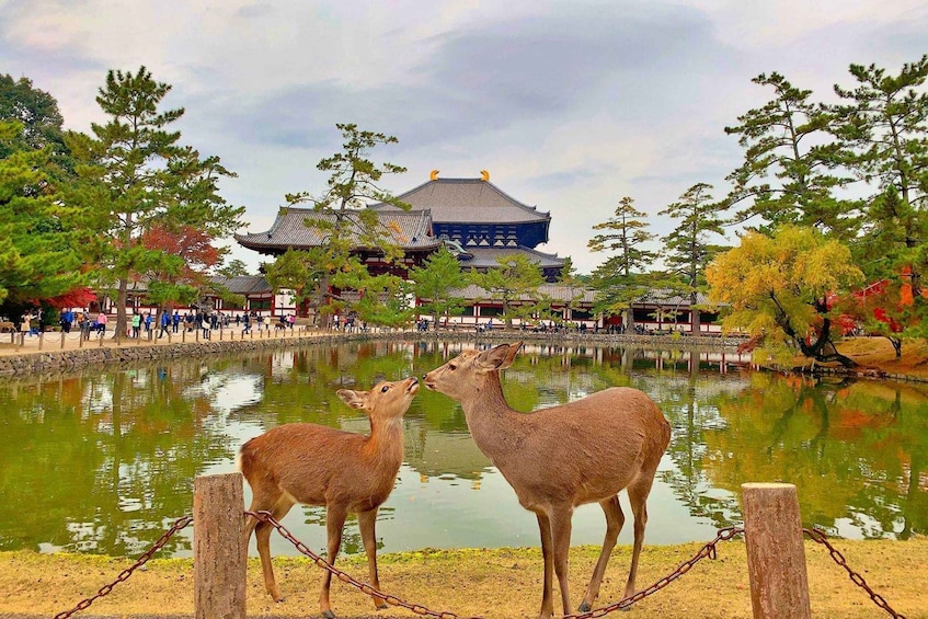 Two deer by a pond with a traditional building in the background. 1