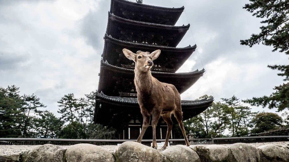 A deer standing in front of a traditional multi-tiered pagoda. 4