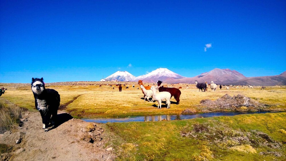 A llama, sheep, and alpaca grazing in a field with a mountain in the background. 4