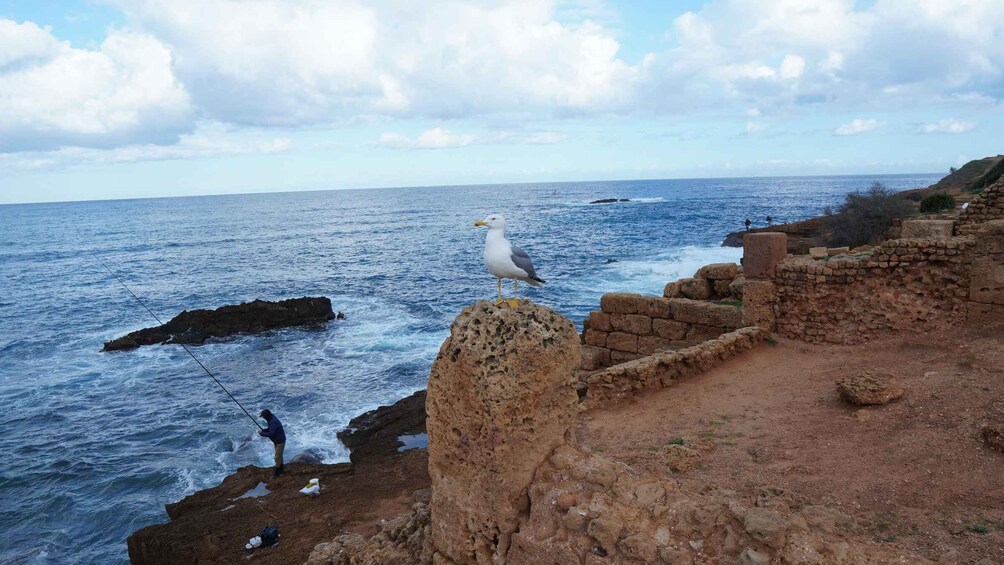 A seagull on a rocky outcrop by the sea, a person fishing, and ancient ruins in the background. 3