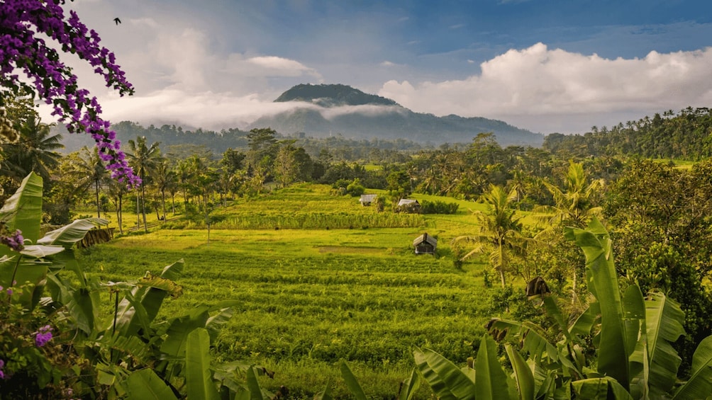 A lush green landscape with terraced fields, banana plants, and a mountain in the background. 2