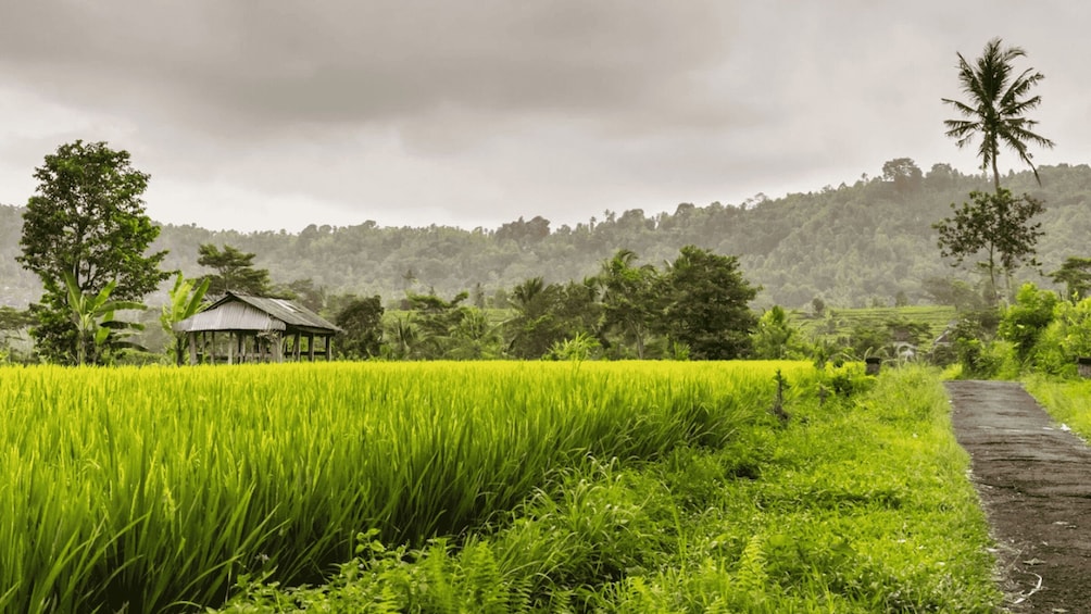 A lush green rice field with a small hut and a palm tree in the background. 4