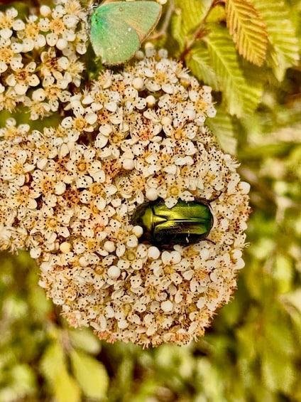 A green beetle on a cluster of white flowers with green leaves in the background. 3