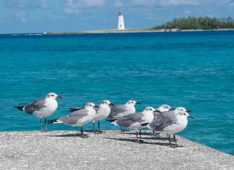 Seagulls on a concrete ledge by turquoise waters with a lighthouse in the distance. 1
