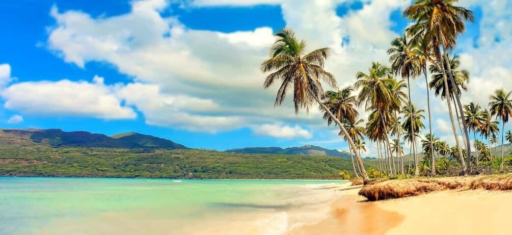 A beach with palm trees and a mountain range in the background. 3