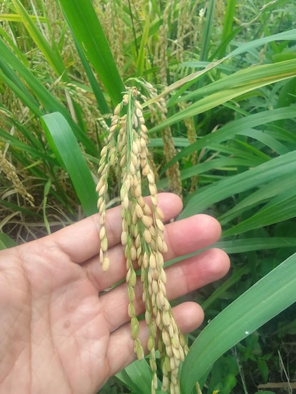 A hand holding a rice plant with a cluster of grains. 2