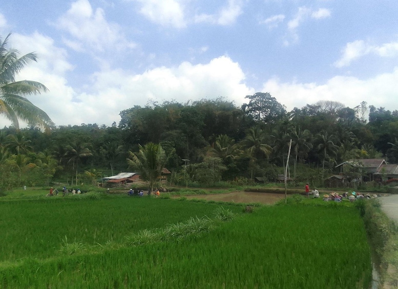 A rural landscape with a green field, palm trees, and a few people in the distance. 3
