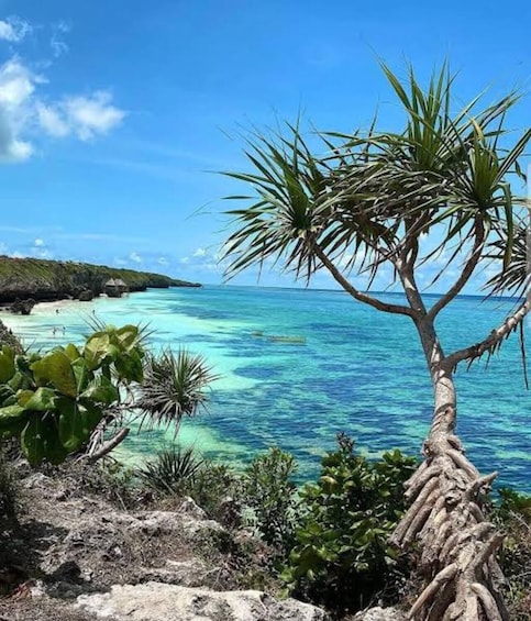 A coastal landscape with clear turquoise waters, a palm tree, and rocky terrain. 1