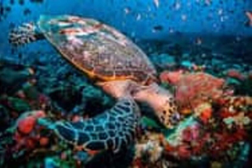 A sea turtle swimming near colorful coral reefs. 5