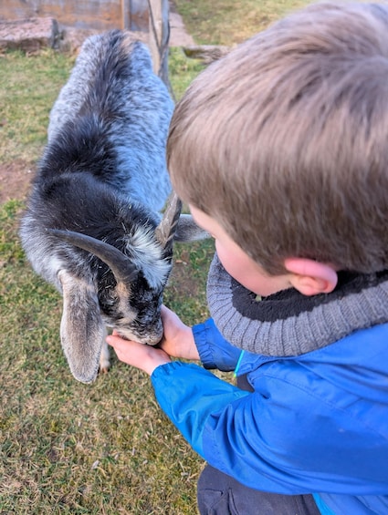 A child petting a dog in a grassy area. 1