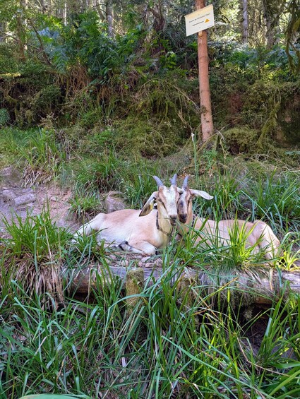 Picture 5 for Activity Luvigny: An unusual discovery walk with goats 3