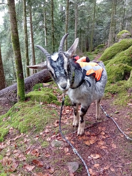 A goat with a backpack in a forest. 2