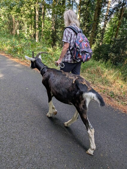 Picture 9 for Activity Luvigny: An unusual discovery walk with goats 4