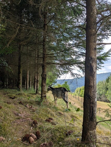 Picture 8 for Activity Luvigny: An unusual discovery walk with goats 5