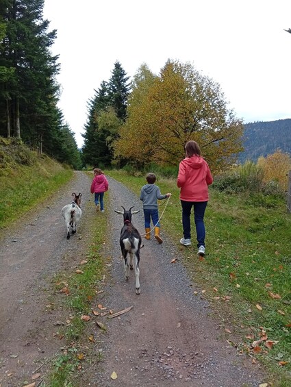 A gravel path with people and goats. 1