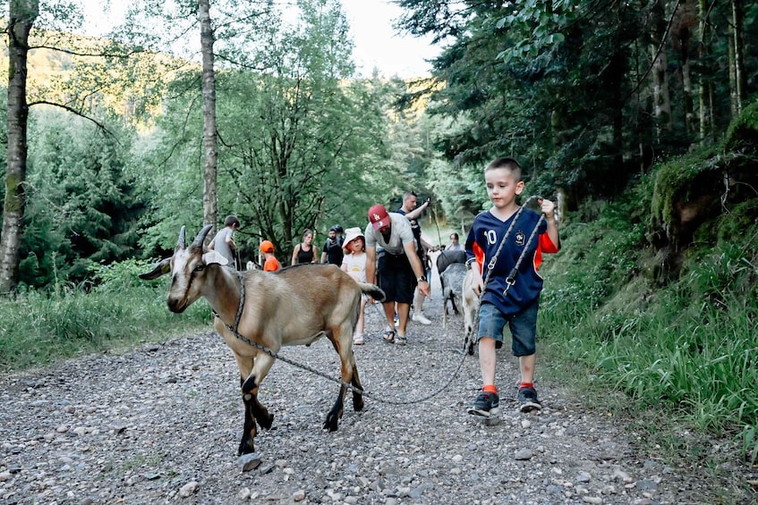 Luvigny: An unusual discovery walk with goats 2
