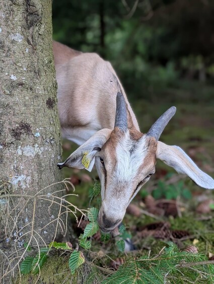Picture 10 for Activity Luvigny: An unusual discovery walk with goats 5