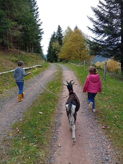Two children walking a goat on a gravel path surrounded by trees. 5