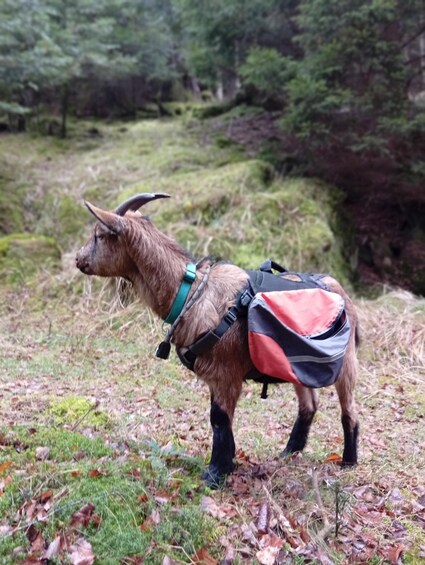 A goat with a backpack in a forest. 4