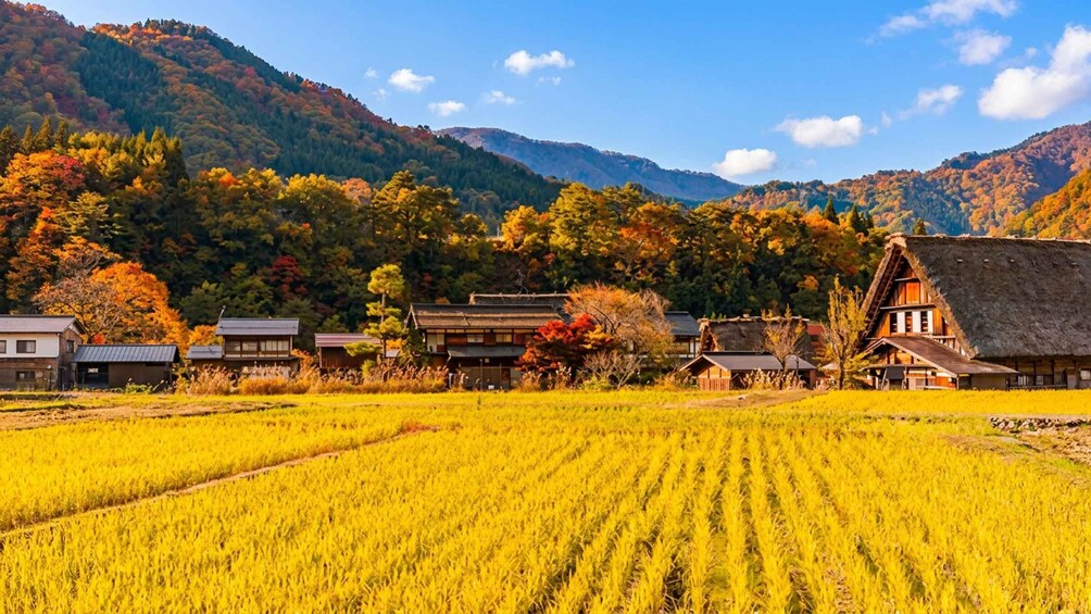 A rural village with traditional houses, a rice field, and autumn-colored trees in the background. 3