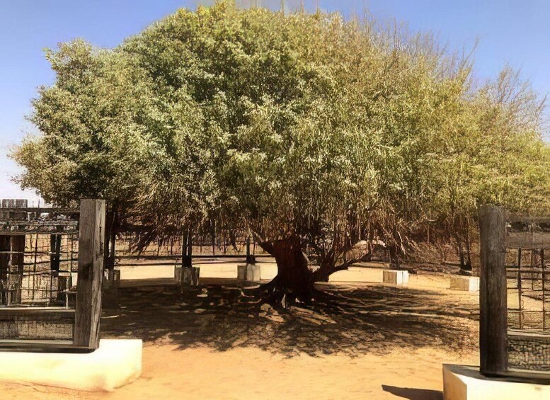 A large tree in a fenced area with a clear sky. 3