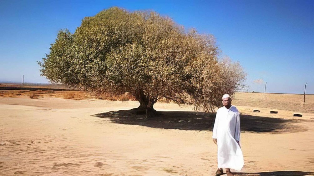 A person standing next to a large tree in a desert landscape. 2