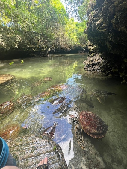 A clear waterway with turtles swimming, surrounded by dense foliage and rocky terrain. 4