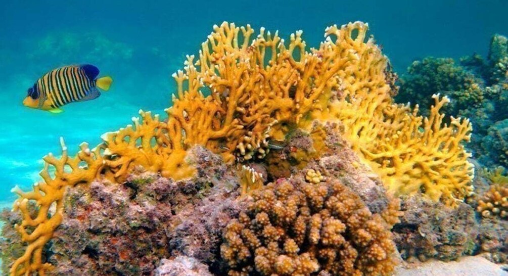 A coral reef with yellow coral formations and a striped fish swimming nearby. 2