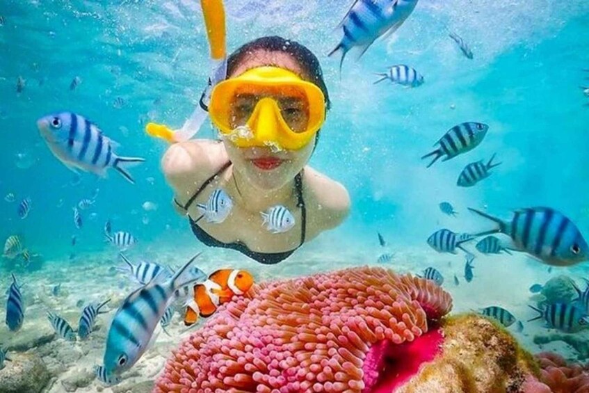 A person snorkeling underwater surrounded by fish and coral. 5