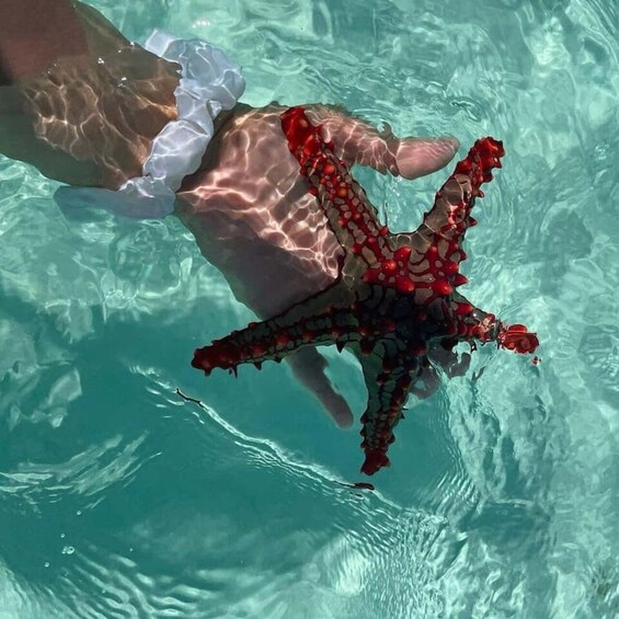A hand holding a starfish in clear water. 5