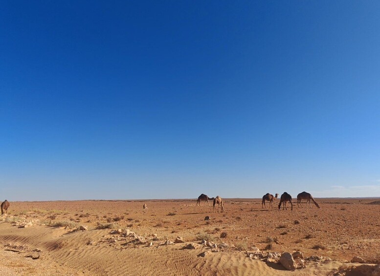 A desert landscape with camels grazing. 3