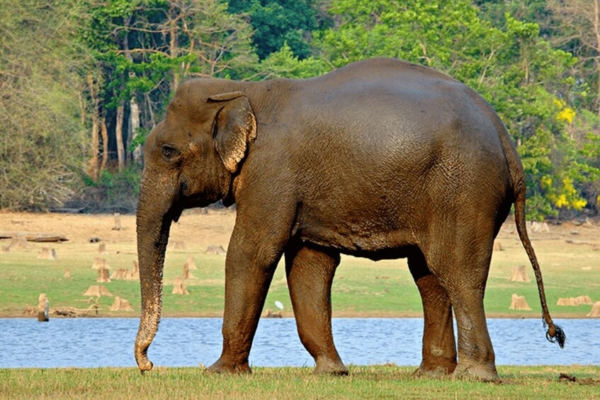 En elefant går forbi vand med træer i baggrunden. 3