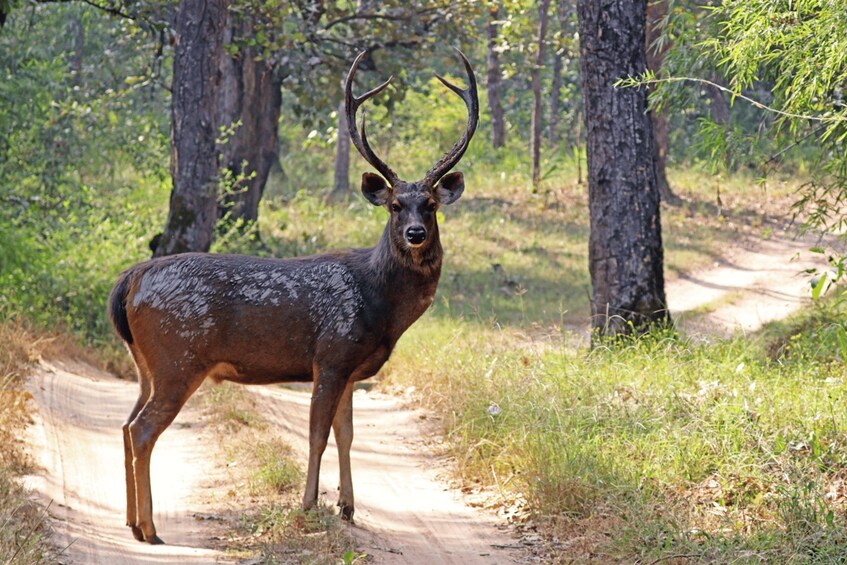 Et hjortestående på en jordvej i en skov. 5