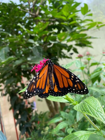 A monarch butterfly on a pink flower. 1