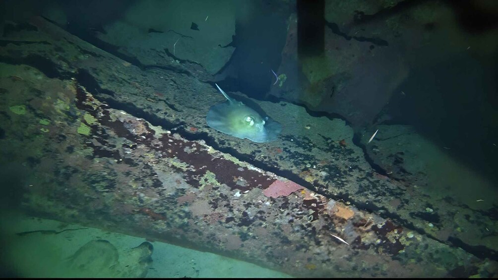 An underwater scene with a large, flat, rusted metal structure, a stingray, and some aquatic plants. 2