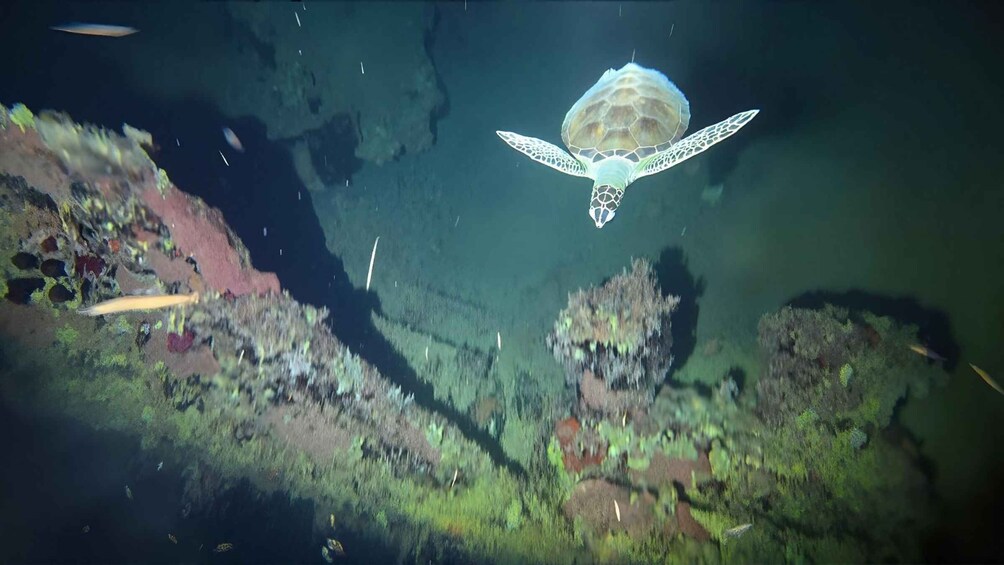 A turtle swimming above underwater rocks. 1
