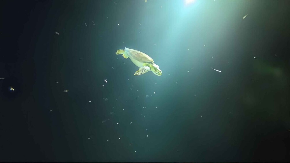 A sea turtle swimming in the ocean. 3