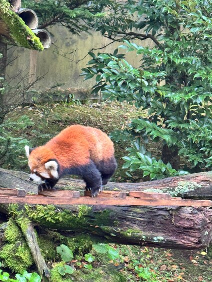 A red panda on a log in a forested area with moss-covered trees and a concrete wall in the background. 3