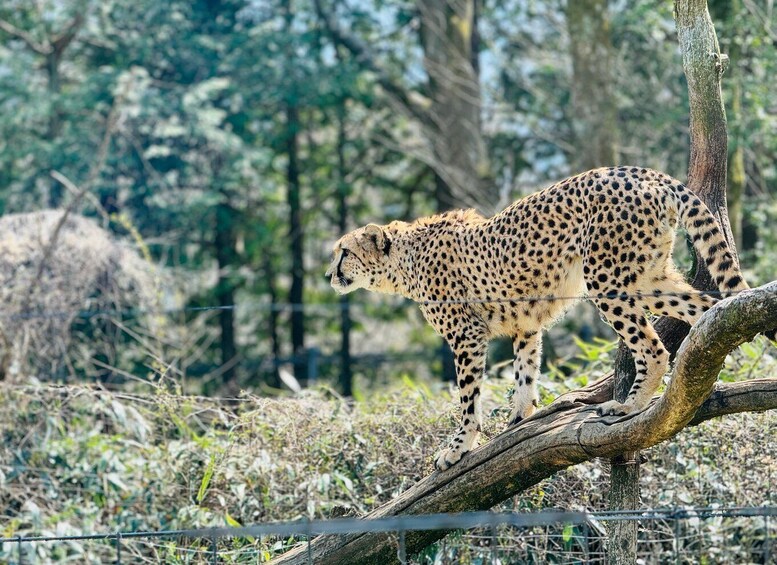 A cheetah on a tree branch in a natural setting. 5