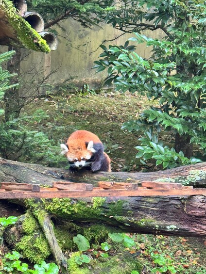 A red panda on a moss-covered log in a forested area with dense foliage. 2