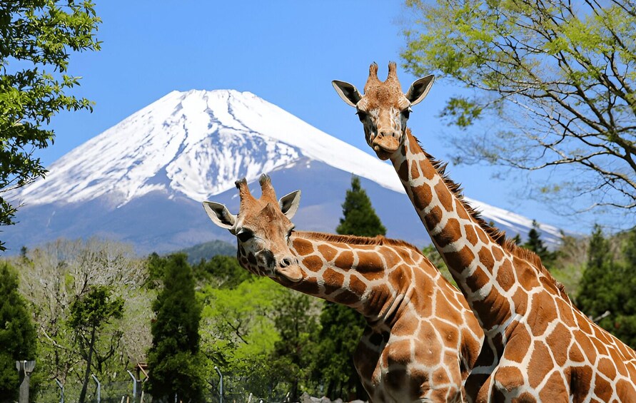 Two giraffes in a natural setting with a snow-capped mountain in the background. 1