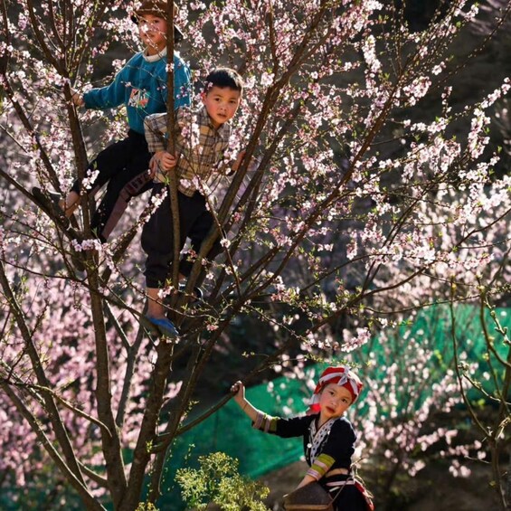 Two individuals climbing a tree with pink blossoms. 2
