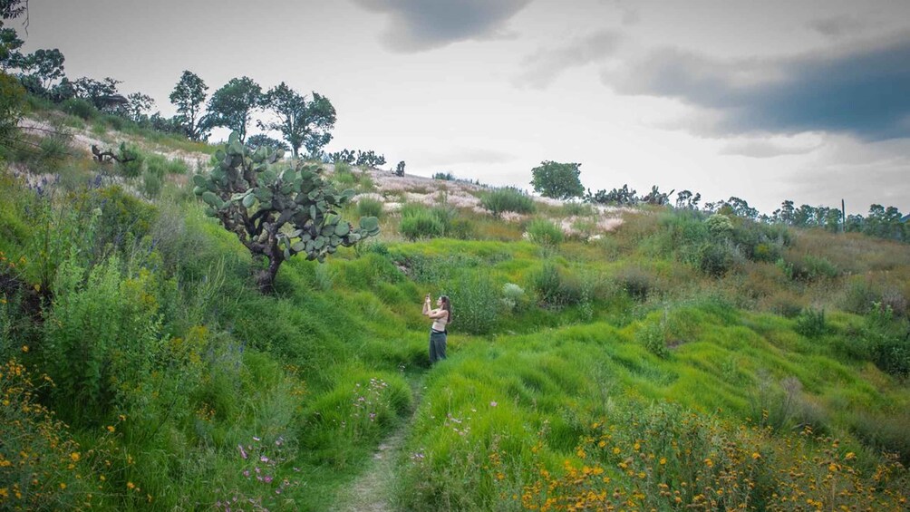 A person taking a photo in a grassy field with wildflowers and a cactus. 1