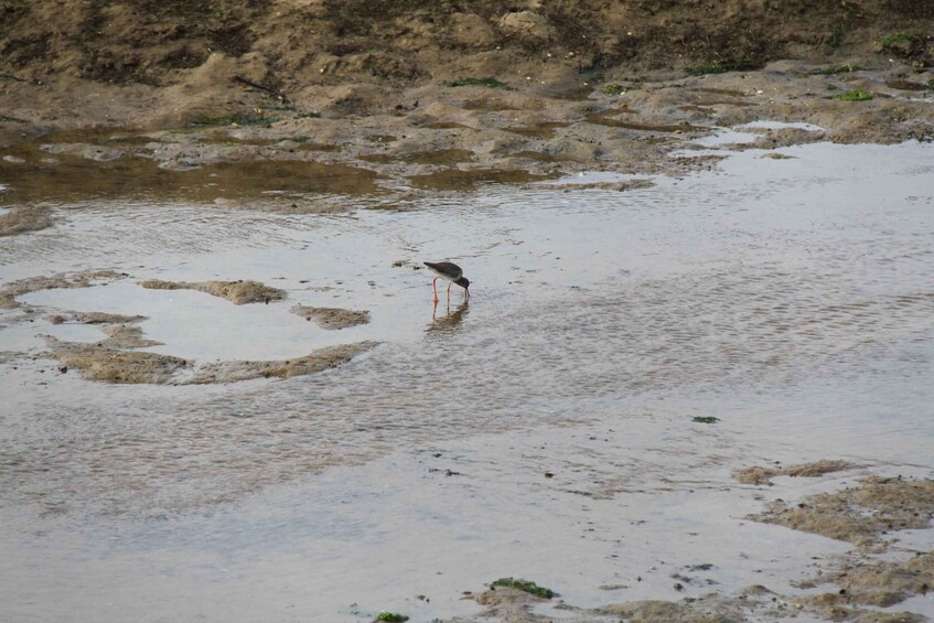 A bird standing in shallow water with muddy banks in the background. 3