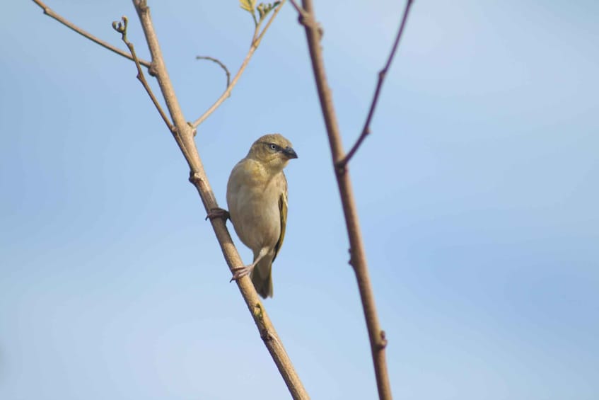 Picture 5 for Activity Faro: Ria Formosa Birdwatching Tour with a Biologist 4