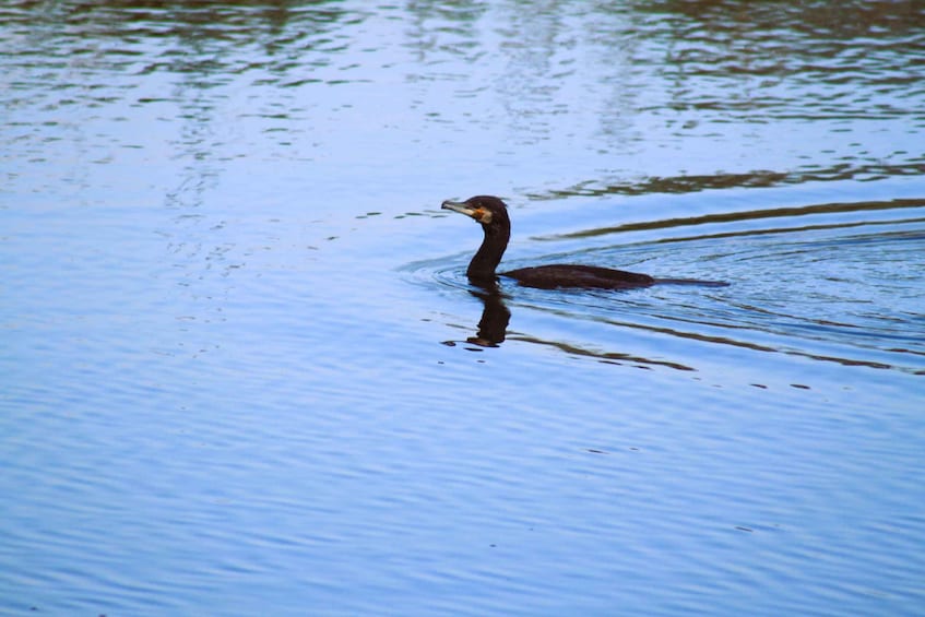 Picture 6 for Activity Faro: Ria Formosa Birdwatching Tour with a Biologist 2