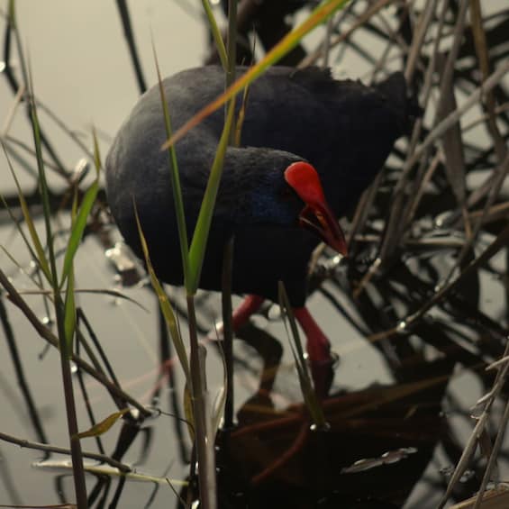 Picture 1 for Activity Faro: Ria Formosa Birdwatching Tour with a Biologist 3