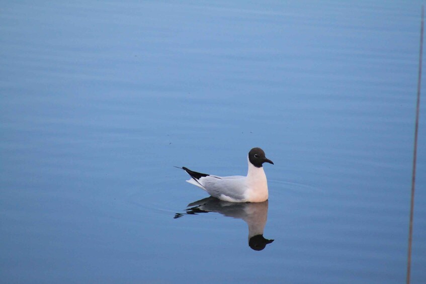 Picture 8 for Activity Faro: Ria Formosa Birdwatching Tour with a Biologist 5