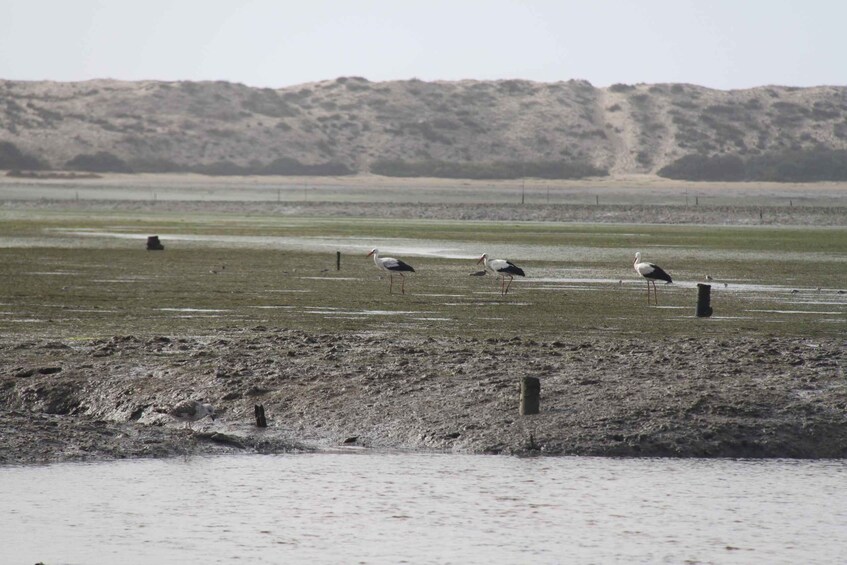A group of birds on a muddy shore with sparse vegetation and a hilly landscape in the background. 5